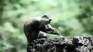 زب كبير قوي يمارس الجنس مع كس شهي في بورنو هوليوود